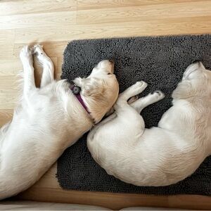 Part time puppy. Acts of Service.